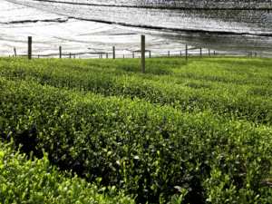 Té Verde Matcha en Polvo de Grado Ceremonial Japonés, Personalizado al por Mayor, Matcha Japonés Ceremonial en Polvo a Granel, 1 kg - Product Image 3