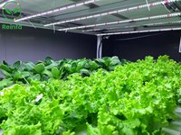 Système hydroponique NFT automatisé Reinfa pour laitue-Système de culture vertical avec lumières LED (intérieur/serre)