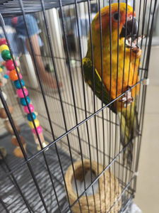 Gabbie per Uccelli Piccoli Chuangduo in Stock Misure 35#-60# - Gabbia per Animali Domestici Antiruggine per Pappagallini/Parrocchetti con Mangiatoia e Posatoio Garanzia 1 Anno Alta Qualità - Product Image 4