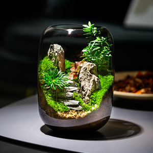 <span class=keywords><strong>Terrarium</strong></span> <span class=keywords><strong>en</strong></span> <span class=keywords><strong>verre</strong></span> transparent moderne et écologique à faire soi-même, <span class=keywords><strong>vase</strong></span> de table <span class=keywords><strong>pour</strong></span> micro-paysages, plantes succulentes et décoration <span class=keywords><strong>en</strong></span> mousse - Product Image 1
