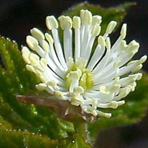 Factory Supply Hydrastis Canadensis Extract High Quality <strong>Goldenseal</strong> Extract <strong>Powder</strong>