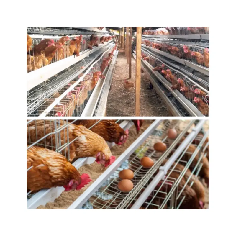 96-160 Gaiolas para galinhas poedeiras tipo A Bateria Camada de ovos no Quênia Nigéria Fazenda de aves com preço baixo