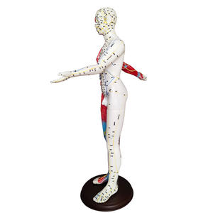 Modelo Anatómico de Musculatura para Enseñanza de Ciencias Médicas YULIN YL, Modelo de Acupuntura de Medio Cuerpo, Material de PVC, 60 cm, Masculino - Product Image 4