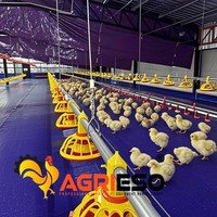 Équipement d'alimentation pour élevages avec système de mangeoires de précision pour l'aménagement moderne des poulaillers