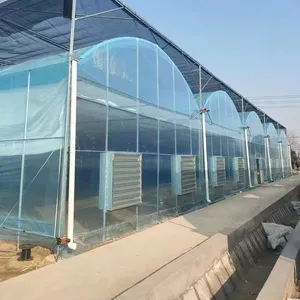 Invernadero agrícola de película de plástico de nuevo diseño 2024 para cultivo de vegetales