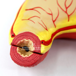 Modelo de Anatomía del Estómago Qinghua, Instrumento de Enseñanza de Anatomía del Estómago Normal, Demostración Médica de Órganos Humanos, para Estudiantes - Product Image 2