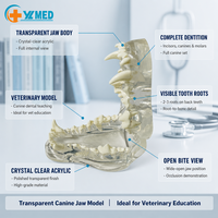 Modèle anatomique transparent de dent de chien, spécialement conçu pour les expériences d'enseignement médical CE/ISO