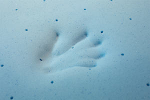 Nhà máy Nisco bán buôn trực tiếp ghế sofa giường đa năng hiện đại bọc vải mút hoạt tính may chần, khung gỗ, dùng cho phòng khách và phòng ngủ - Product Image 6