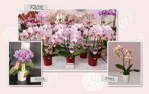 Maceta de orquídeas ligera F203L alternativa rentable a las macetas de cerámica - Product Image 3