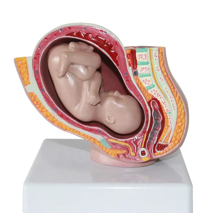 妊娠9ヶ月取り外し可能な女性の骨盤の胎児モデル