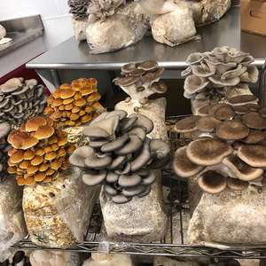 ถุงเพาะเห็ดโพลีโพรพิลีนใส ถุงกรอง PP สำหรับเพาะเชื้อเห็ด - Product Image 3