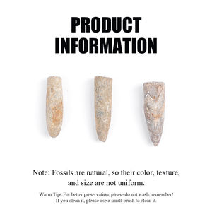 Fossiles de Belemnite Jurassique-Crétacé Authentique Spécimens de Cristal Feng Shui de Haute Préservation pour la Paléontologie - Product Image 3