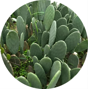 オプンティア・ディレンニ抽出物10:1 サボテン粉末 高品質 純天然 食品グレード - Product Image 2