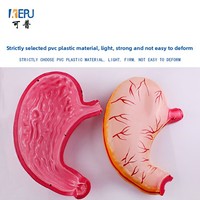 Modèle d'anatomie de l'estomac humain, naturel, grossissement 2x, pour l'enseignement biomédical, modèle de présentation sectionnel de la paroi viscérale, origine Chine