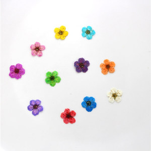 Mini Flores Secas de Narciso Multicolores para Hacer Jabones y Velas, Decoración para Invitaciones de Boda y Scrapbooking - Product Image 1