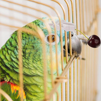 Vogelkooi Accessoires Pet Vogel Voedsel Houder Papegaai Fruit Groenten Clip Vogel Kooi Clips