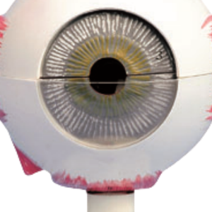 ADA-A661ดวงตาที่มีคุณภาพสูงขนาดชีวิต3X 6ส่วนการเรียนการสอนทางการแพทย์รูปแบบการสอนทางการแพทย์กายวิภาคศาสตร์ของมนุษย์ - Product Image 2