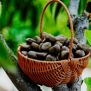 Castagne fresche biologiche di alta qualità e lavorazione cruda deliziosa e sana - Product Image 6