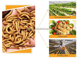 Machine de tri des coléoptères vers de farine tenebrio <span class=keywords><strong>molitor</strong></span> machine de criblage de vers de farine jaune - Product Image 2