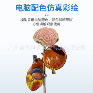 Modelo de hipertensión/presión arterial; Modelo de diabetes/visceras patológicas; Presión arterial patológica; Cerebro; Ojo; Corazón; Riñón; - Product Image 5