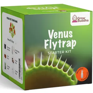 Grosir kit taman ramuan dalam ruangan ferramentas para Venus Flytrap bonsai kit pertumbuhan anak
