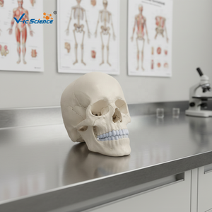 Modèle d'osselet humain en ostéopathie, 22 parties, version anatomique, modèle d'anatomie du crâne, modèle <span class=keywords><strong>de</strong></span> base du crâne - Product Image 3