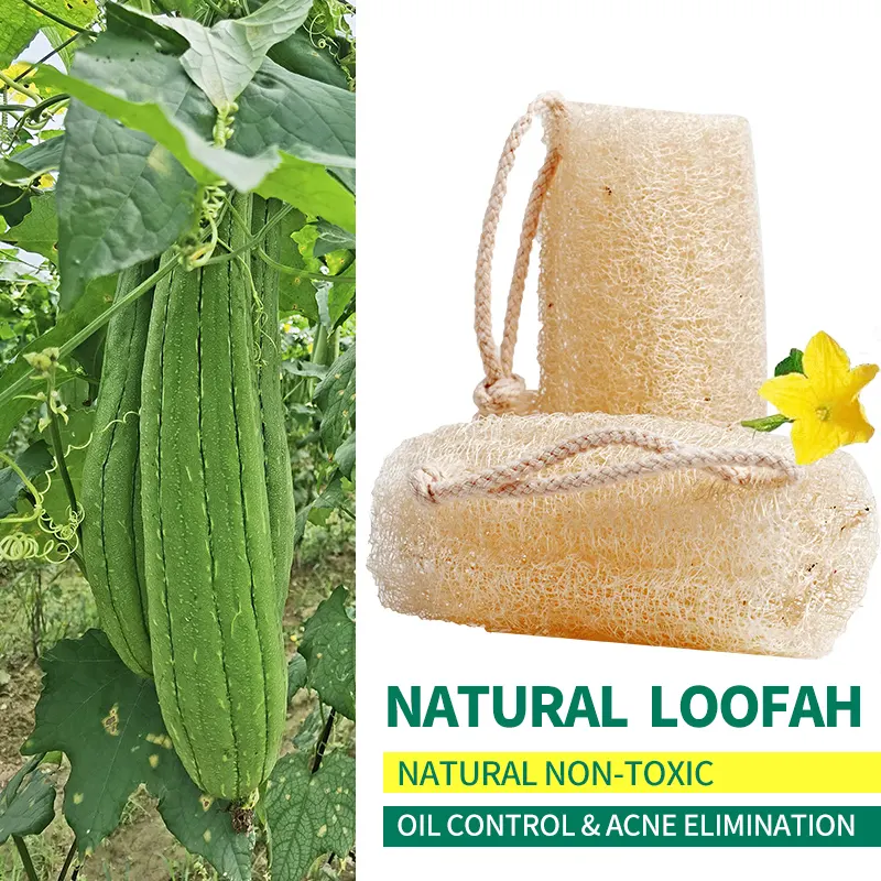 Éponge de luffa naturelle biodégradable Brosses de bain Épurateurs cuisine nettoyage vaisselle bain lavage nettoyage quotidien luffa