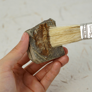 Auténtica amonita Trilobite erizo <span class=keywords><strong>de</strong></span> <span class=keywords><strong>mar</strong></span> fósil caja <span class=keywords><strong>de</strong></span> madera mostrar otras artesanías <span class=keywords><strong>de</strong></span> cristal para la Ciencia Paleontología - Product Image 6