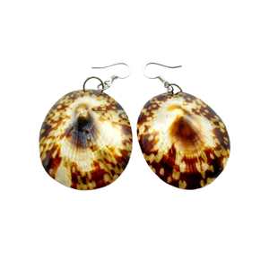 หอยทาก limpet สวยงามขนาด5ซม. ขนาด5-7ซม. มีสินค้าในสต็อกเปลือกงานฝีมือสำหรับงานเทศกาล - Product Image 4