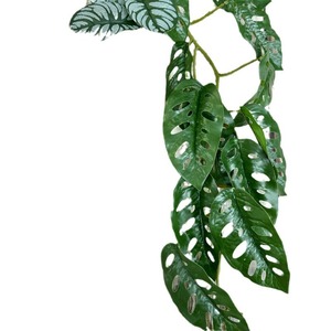 Plante artificielle Meiyu Craft Flowers, vigne de 1,8 m, feuille miroir, Pothos, pastèque, taro, décoration intérieure, accessoires de photographie - Product Image 5