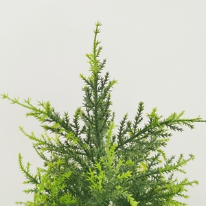 Cây Giáng Sinh Nhân Tạo PE Đầy Đủ Trang Trí Nhà Cửa Trong Nhà OEM Nhà Máy Quảng Đông Chất Lượng Cao Cây Giáng Sinh - Product Image 6