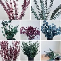 Pomme et eucalyptus séchés conservés naturellement, ronds, pour la décoration de la maison pour Thanksgiving ou la fête des mères