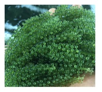 Uvas de Mar Frescas, Uvas de Mar Deshidratadas, Alga Eucheuma Cottonii, Uvas de Mar Secas Akina de Vietnam