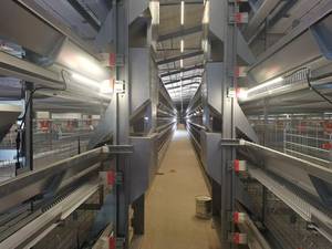 Cages à batterie poulet kayer en fil soudé galvanisé - Product Image 2