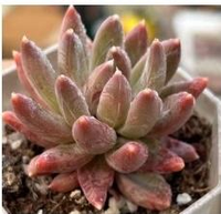 Décoration de jardin : Plante essentielle Echeveria à feuillage dense et étoilé, dégradé rose, rafraîchissant l'atmosphère, ornement de table pour cour.
