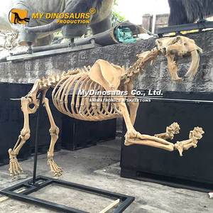 Esqueleto de Machairodus de la Era Glaciar del Museo MY <span class=keywords><strong>DINO</strong></span>, en Venta - Product Image 3