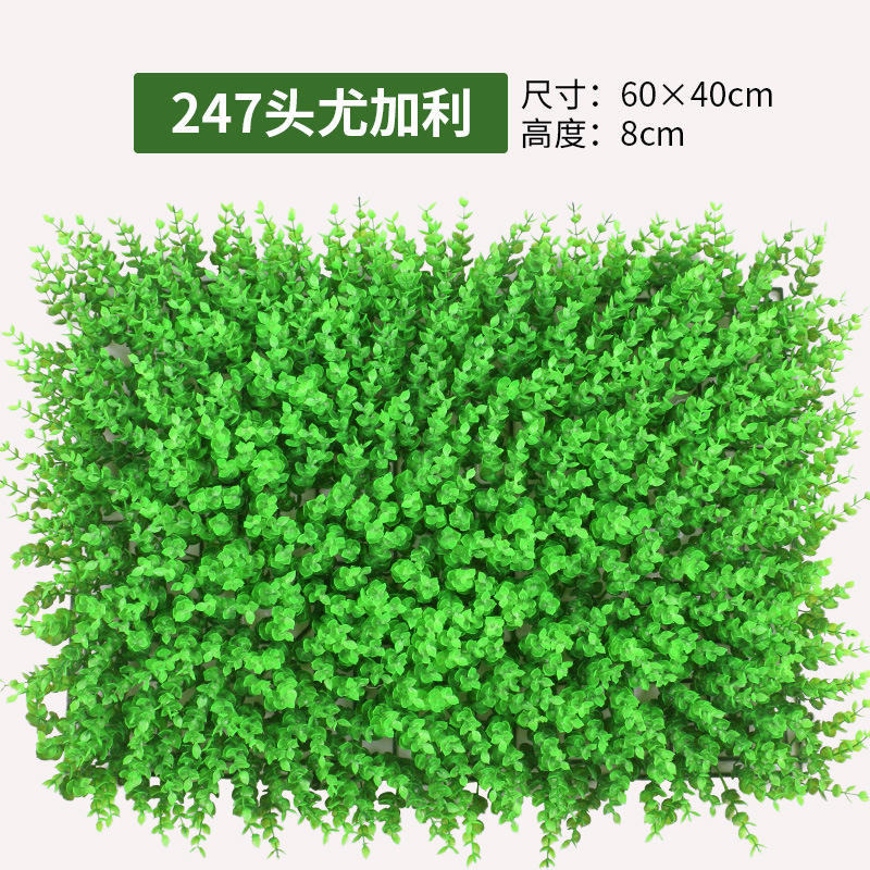 ยูคาลิปตัส 247 หัว