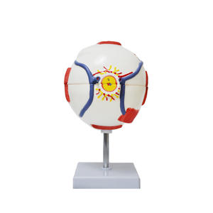 Modèle d'œil agrandi 6 fois pour l'enseignement en <span class=keywords><strong>ophtalmologie</strong></span>, fabriqué par Yulin Medical Science, populaire en usine, YL-03017 Henan - Product Image 4