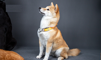 Nouveau collier anti-étranglement pour chiens, design empreinte de patte, en acier inoxydable, demi-chaîne en P, collier anti-perte pour animaux de compagnie