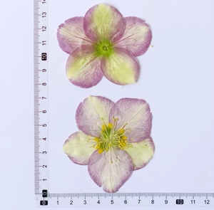 Carte de fleur pressée hellébore tibétain faisant des fournitures bijoux en résine cadre de plante naturelle - Product Image 5
