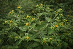 Complejo Jejulacto Premium, Extracto Líquido Fermentado de Plantas de la Isla de Jeju, Materia Prima Cosmética, Fórmula para el Cuidado de la Piel, Hidratación - Product Image 2