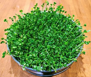 <span class=keywords><strong>Bac</strong></span> de germination universel en <span class=keywords><strong>acier</strong></span> inoxydable pour semis de blé, culture hors-sol, germinateur de plantes - Product Image 4