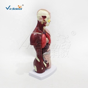 Modelo de Torso <span class=keywords><strong>Humano</strong></span> Desmontable de 26 cm y 7 Partes para la Enseñanza de Anatomía en Escuelas de Medicina y el Aprendizaje de los Estudiantes CE/ISO/ROHS/CNAS - Product Image 5