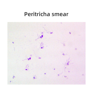 6 Kinds Microscope <strong>Botany</strong> Bacteria Slide <strong>Laboratory</strong> Teaching Bacterial Research - Product Image 5