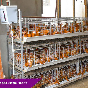 Sistem peralatan hewan Broiler otomatis tipe H 4 tumpuk 500 burung baterai galvanis kandang ayam lapisan peternakan unggas - Product Image 1