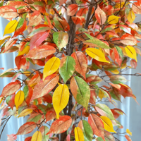 Grand arbre artificiel de 3,5 m, Ficus d'automne, Faux Banyan, pour la décoration intérieure commerciale des hôtels, halls, centres commerciaux et restaurants