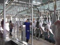 Équipement de ligne d'abattage personnalisable en usine pour poulets, pigeons, cailles, oies, lapins, oiseaux et canards