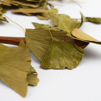 Großhandel Gewürz Yin xing ye gesunde kräuter massenhaft getrocknete biloba ginkgo blatt