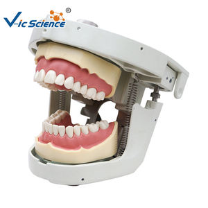 Mannequin dentaire senior avec modèle de torse, simulateur de tête pour la formation dentaire - Product Image 1