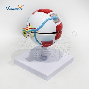 Modello Anatomico dell'Occhio Umano Ingrandito 3 Volte con 6 Parti per l'Insegnamento Medico - Product Image 6